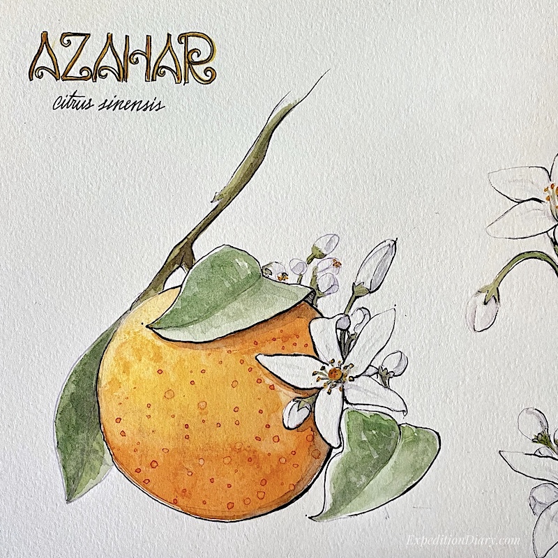 Azahar - ExpeditionDiary